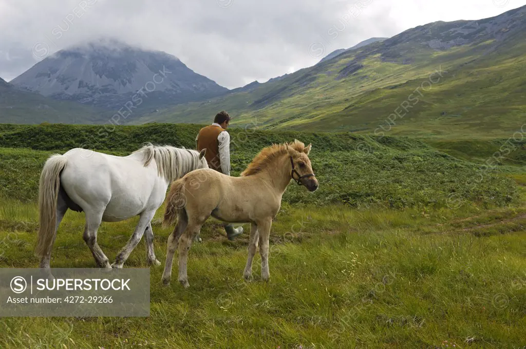 Gordon Muir, stalker and ghillie at Glen Batrick Lodge, leads a Highland pony and its foal along the track behind the lodge