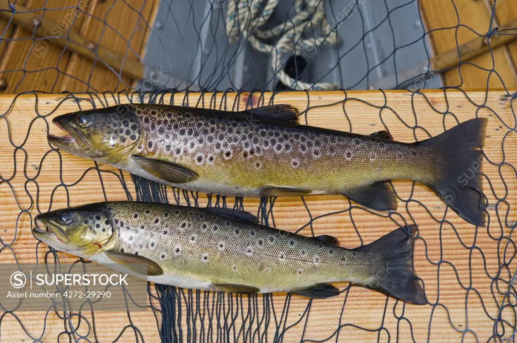 Fine brown trout caught on Loch Ba
