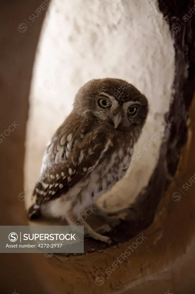 Botswana, Makgadikgadi, Planet Baobab. A young Pearl-spotted owlet sits in a window.
