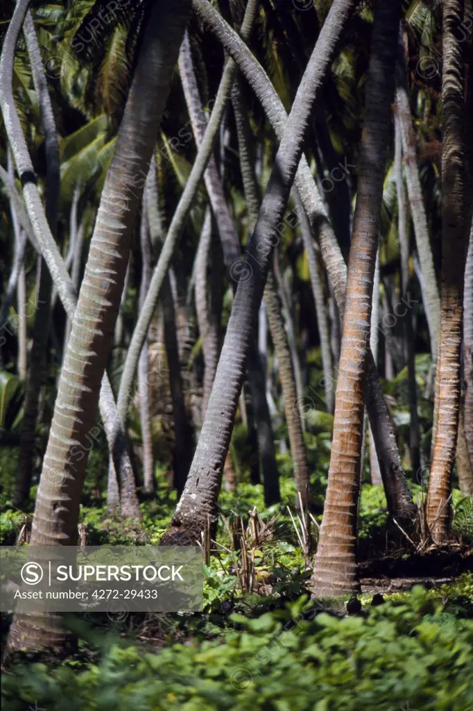 Palm trees densely packed in a copra plantation.