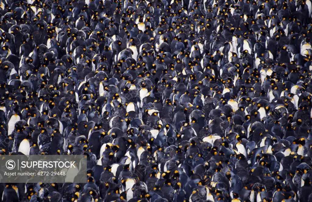 South Georgia, Right Whale Bay. King Penguin colony (Aptenodytes patagonicus).