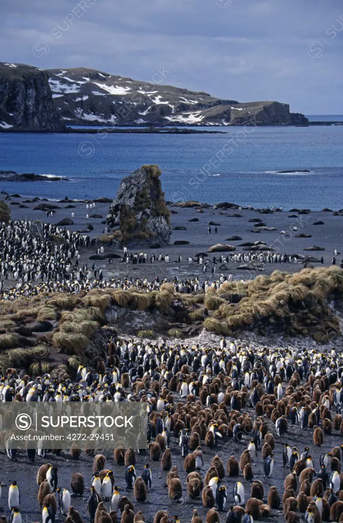 South Georgia, Right Whale Bay. View over King Penguin colony (Aptenodytes patagonicus).