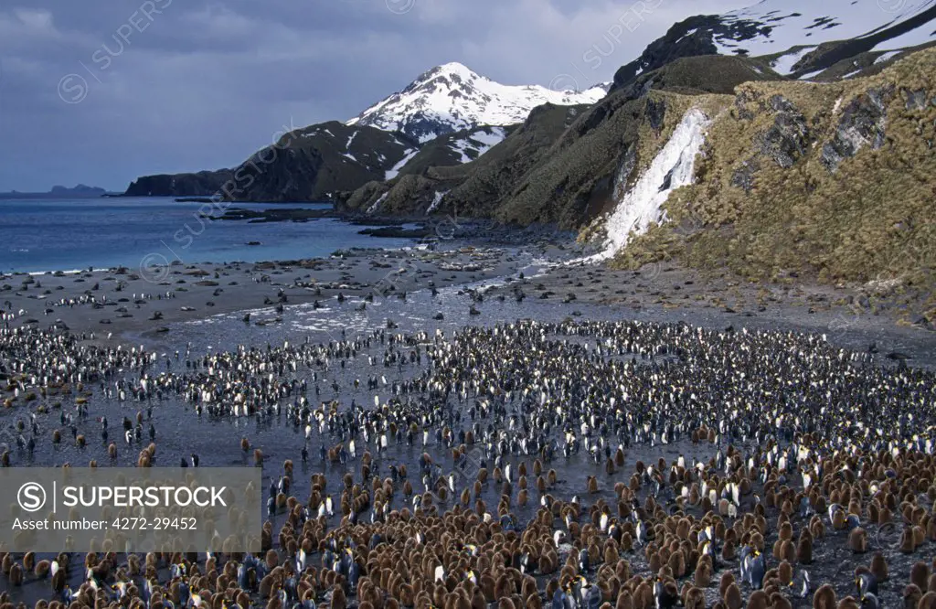 South Georgia, Right Whale Bay. View over King Penguin colony (Aptenodytes patagonicus).