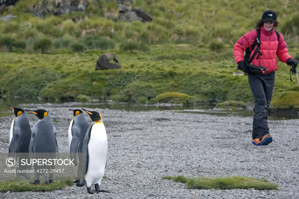 South Georgia Island, Cumberland Bay, Grytviken (MR).  A group of King Penguins are viewed by an adventure tourist hiking along the shoreline