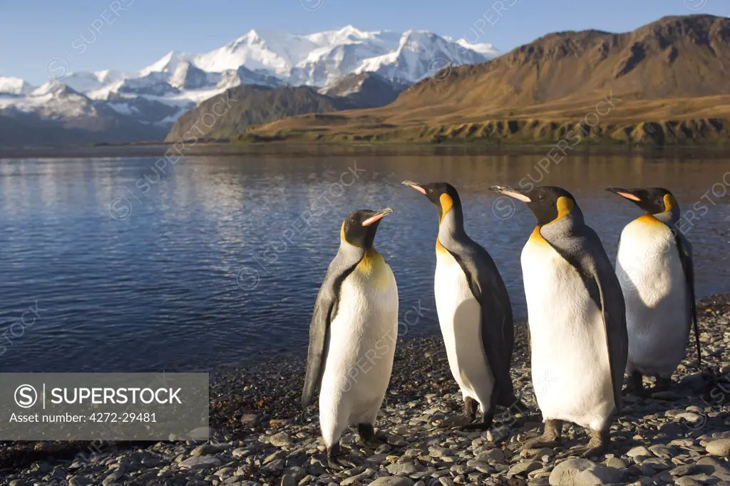 South Georgia and the South Sandwich Islands, South Georgia, Cumberland Bay, Grytviken. A group of King Penguins on the beach with the Allardyce Mountains in the background.