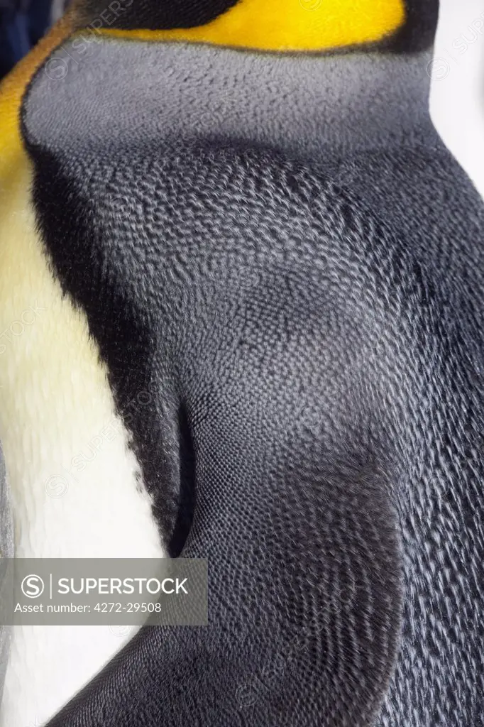 South Georgia and the South Sandwich Islands, South Georgia, Cumberland Bay, Grytviken. Detail of King Penguin, the second largest species of penguin.