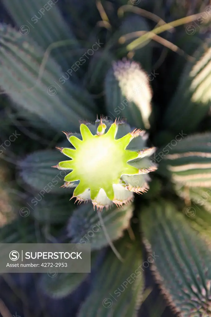 Botswana, Makgadikgadi. Hoodia Cactus with cut open to reveal the cross-section. The appetite-supressing qualities of this plant have long been known to the San bushman and are now generating interest amongst pharmaceuticals for dieting aids.