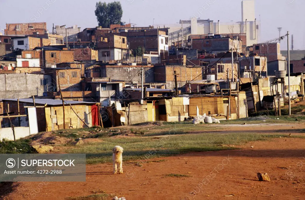 A dog looks out on a back drop of a favela in Sao Paulo.