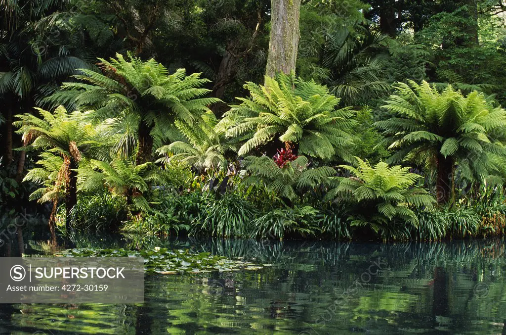 Ferns growing next to a pool in Terra Nostra Botanical Gardens on the island of Sao Miguel, Azores