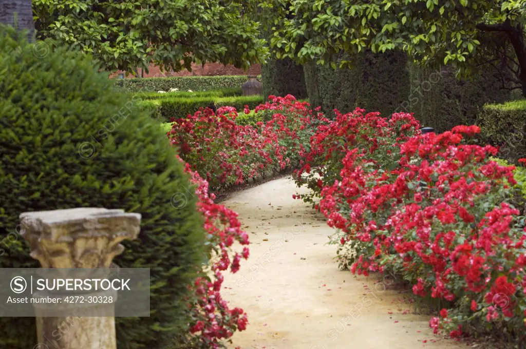 Spain, Andalucia, Seville. A path flanked by roses, citrus trees and classical pillars in the Moorish garden of the Real Alcazar Palace in Seville.