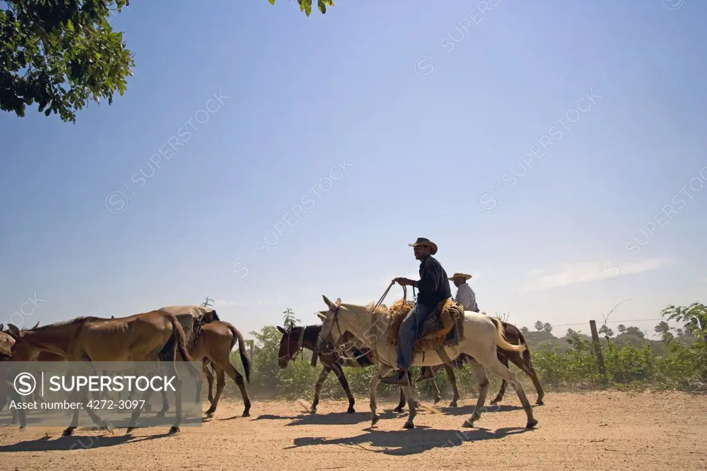Cattle drive during the dry season down one of the dusty tracks crossing the UNESCO Pantanal wetlands of Brazil