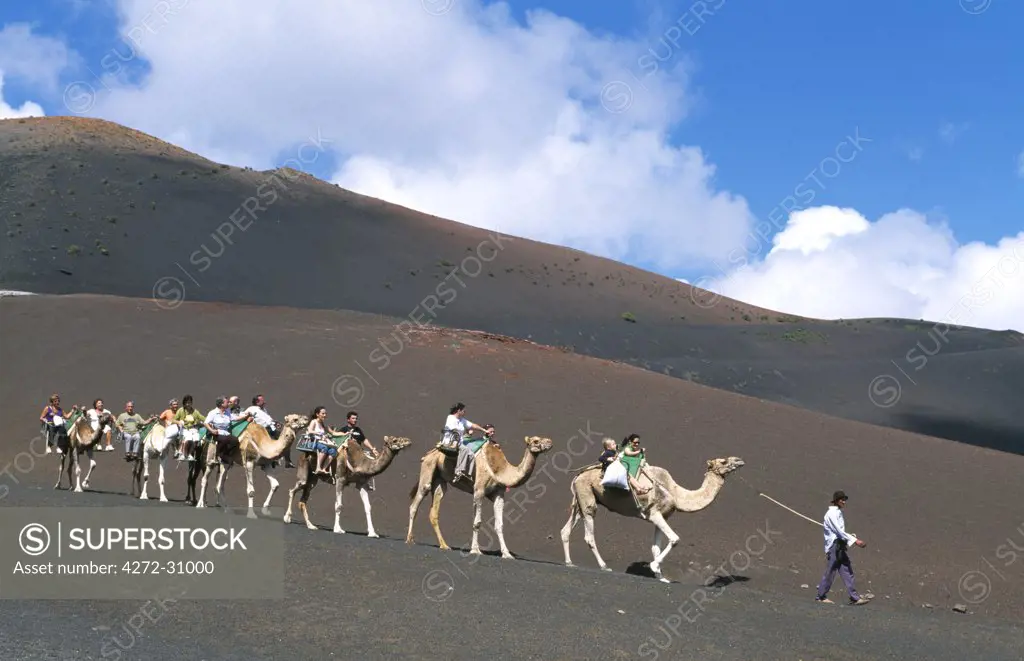 Camel tour in the Timanfaya National Park, Lanzarote, Canary Islands, Spain