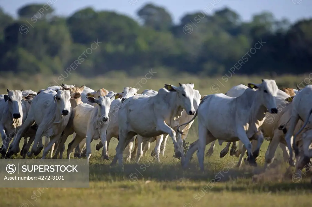 A herd of cattle are stampeding towards water. Ranching and cattle are important economic activities within the UNESCO Pantanal wetlands, Brazil.