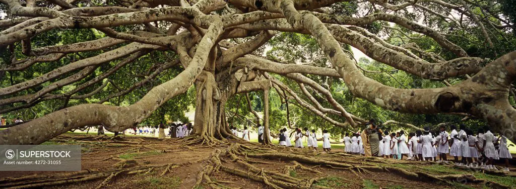 Sri Lanka, Kandy, Peradeniya Botanic Gardens. School girls pass by a bodhi, or pipal, tree. These gardens once belonged to Kandyian royalty.