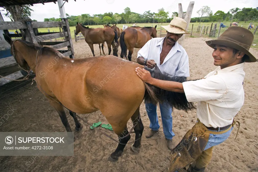 Traditional Pantanal Cowboys, Peao Pantaneiro, pictured at stables of working farm and wildlife lodge Pousada Xaraes set in the UNESCO Pantanal wetlands of the Mato Grosso do Sur region of Brazil