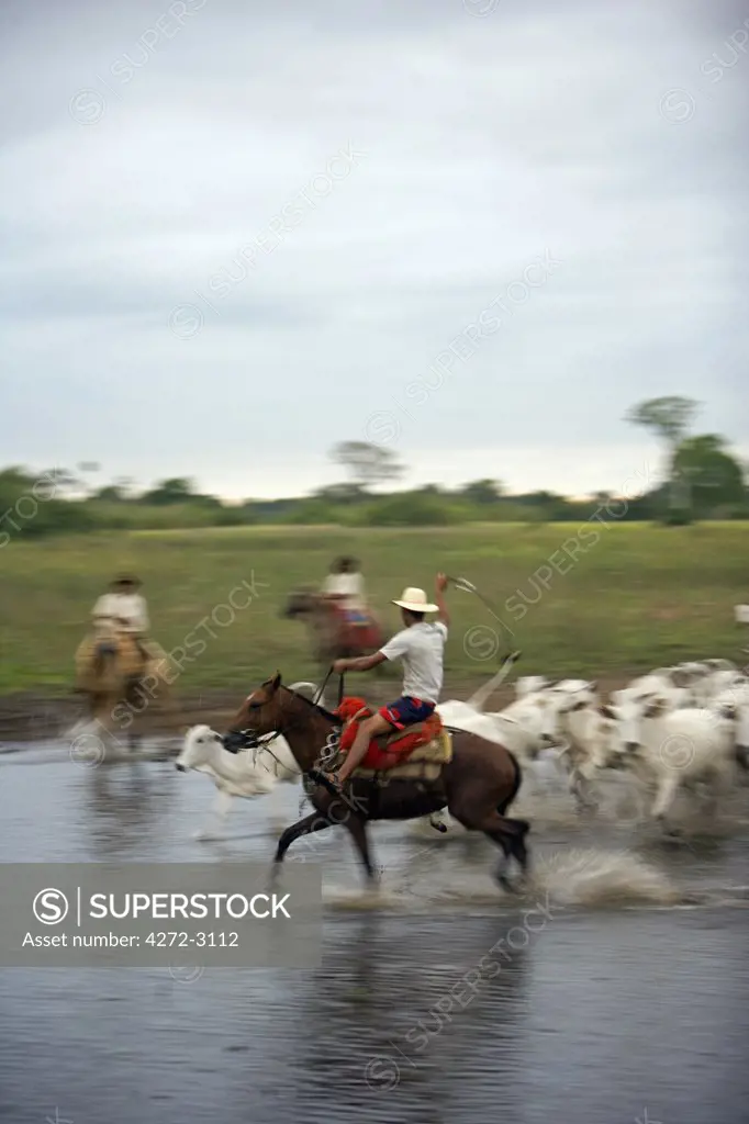 Traditional Pantanal Cowboys, Peao Pantaneiro, at working farm and wildlife lodge Pousada Xaraes set in the UNESCO Pantanal wetlands of the Mato Grosso do Sur region of Brazil