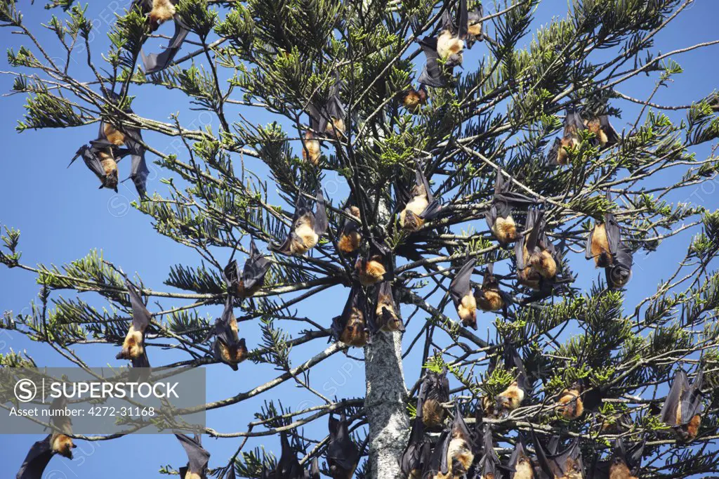 Fruit bats in tree, Peradeniya Botanic Gardens, Kandy, Sri Lanka