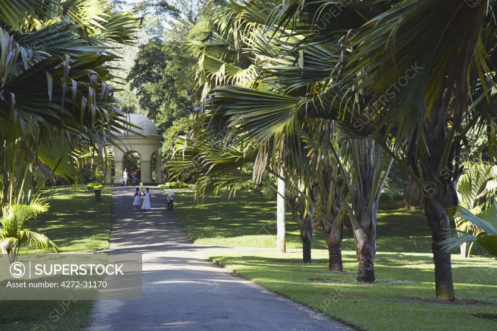 Avenue of double coconut trees (coco de mer) in Peradeniya Botanic Gardens, Kandy, Sri Lanka