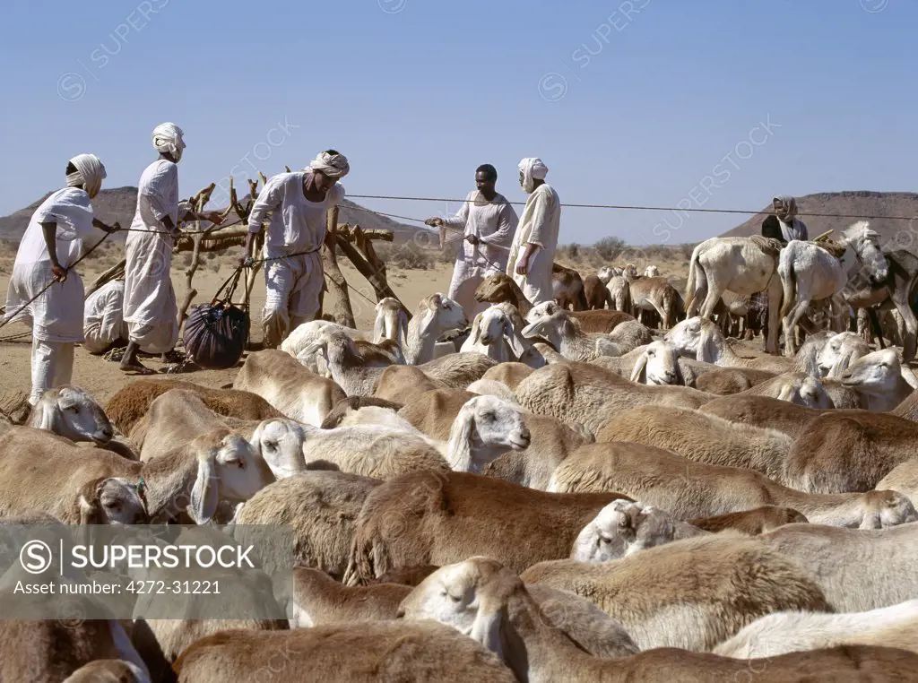 During the heat of the day, men water their livestock from deep wells near Musawwarat, situated in desert country south of Shendi.  They use large leather buckets, which are raised to the surface on pulleys using donkeys and camels.