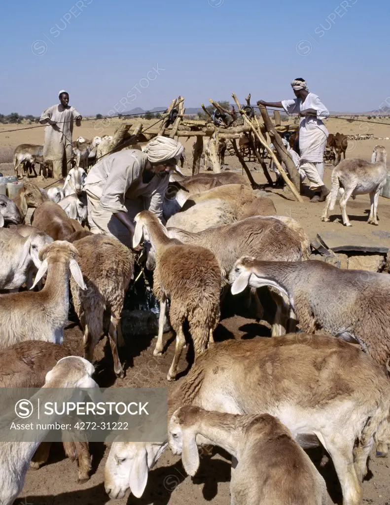 During the heat of the day, men water their livestock from deep wells near Musawwarat, situated in desert country south of Shendi.  They use large leather buckets, which are raised to the surface on pulleys using donkeys and camels