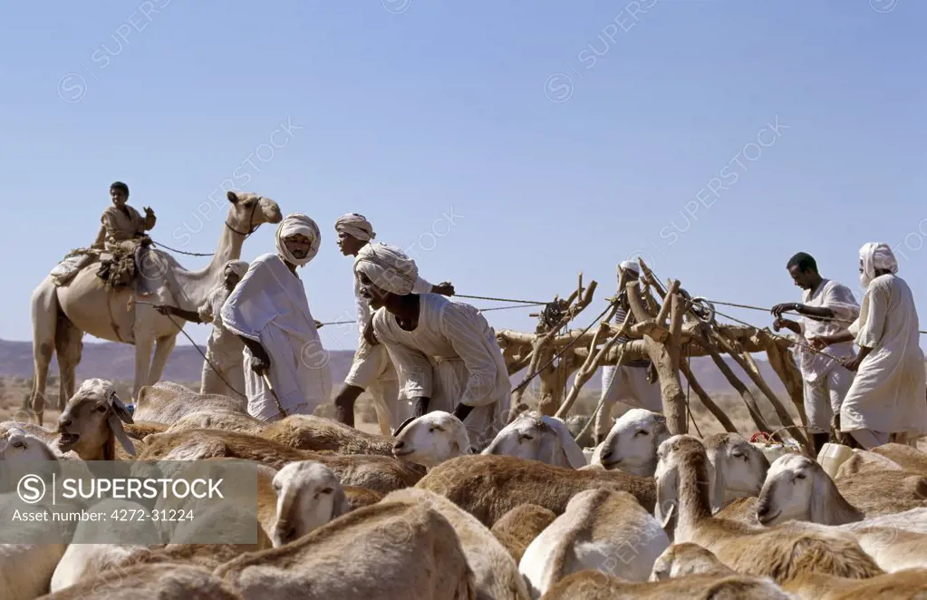 During the heat of the day, men water their livestock from deep wells near Musawwarat, situated in desert country south of Shendi. They use large leather buckets, which are raised to the surface on pulleys using donkeys and camels.