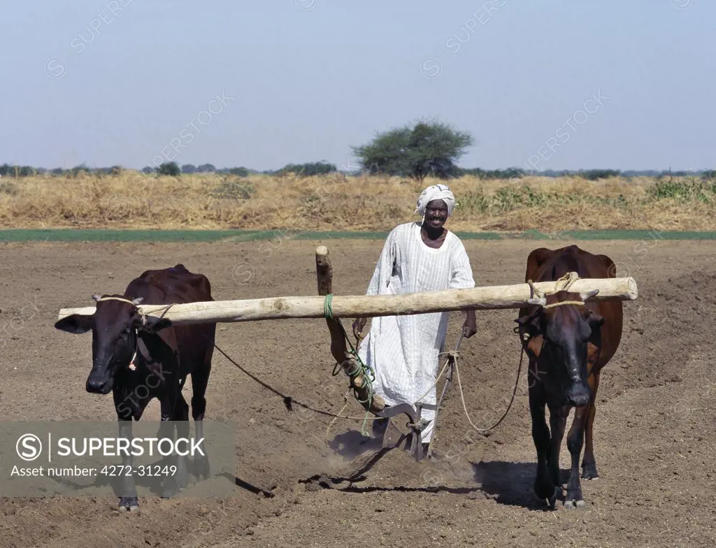 A man ploughs his fields with oxen. Situated close to the River Nile, his land is irrigated through a series of ditches and furrows.