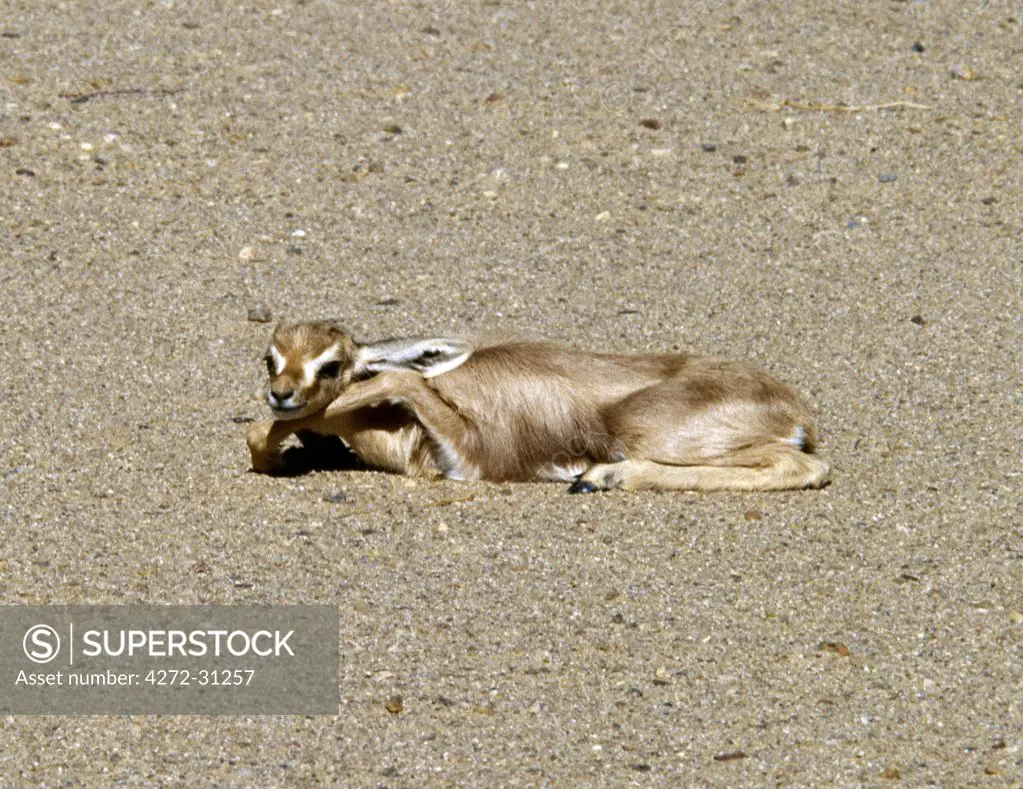 A newborn Dorcas gazelle in the Nubian Desert. They are the smallest gazelle with proportionally the longest limbed. They live in semi desert regions where succulents provide them with all the water they need.