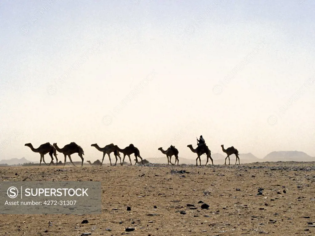 A camel rider drives his camels through a sandstorm on the southeast edge of the Northern or Libyan Desert, which forms a part of the Sahara Desert.