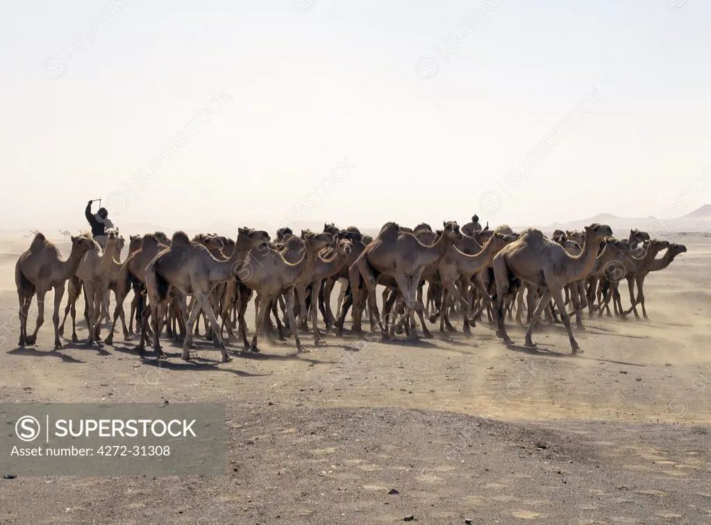 A camel trader drives his camels through a sandstorm on the southeast edge of the Northern or Libyan Desert, which forms a part of the Sahara Desert.&#x26;#x26;#x26;#x0B;Traders are accustomed to buying camels at Darfur in Western Sudan and drive them on an age-old route to a camel market in Southern Egypt, which takes them forty days.