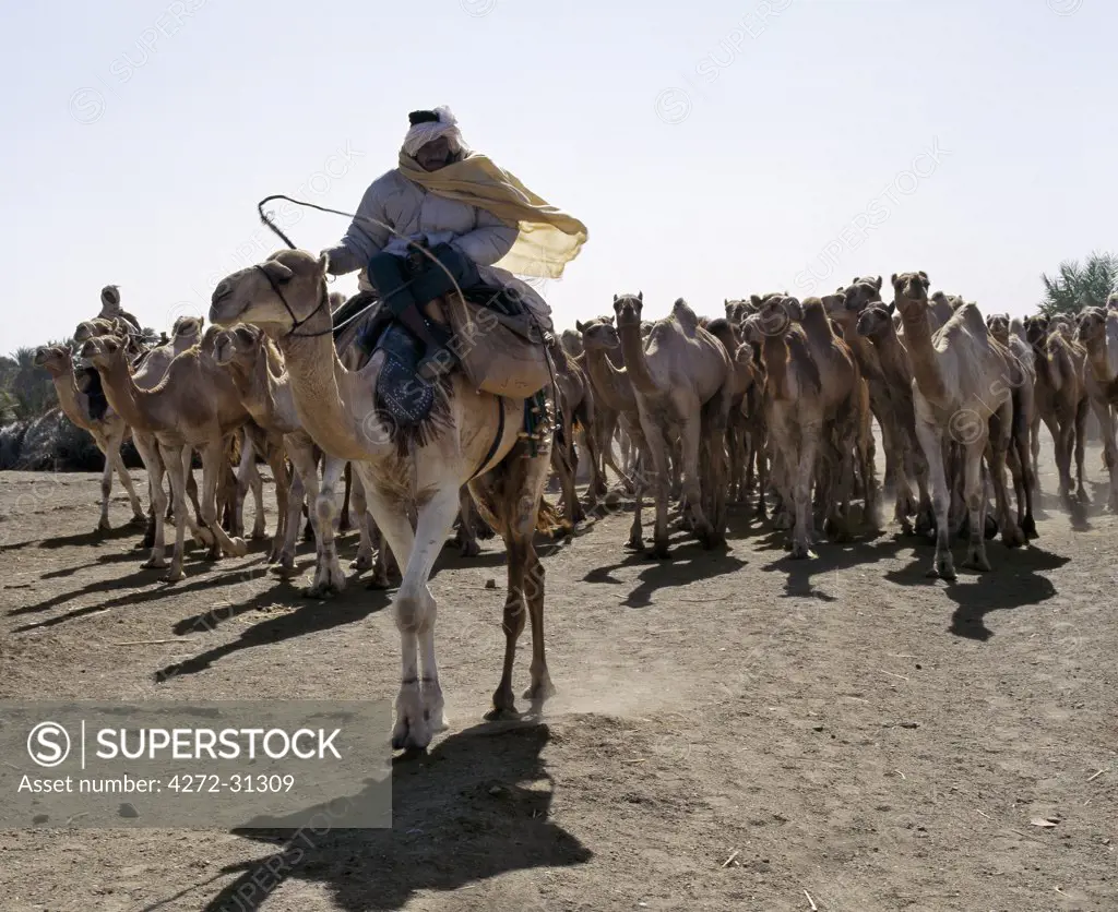 Camel traders drive camels through the southeast edge of the Northern or Libyan Desert, which forms a part of the Sahara Desert. Traders are accustomed to buying camels at Darfur in Western Sudan and drive them on an age-old route to a camel market in Southern Egypt, which takes them forty days.
