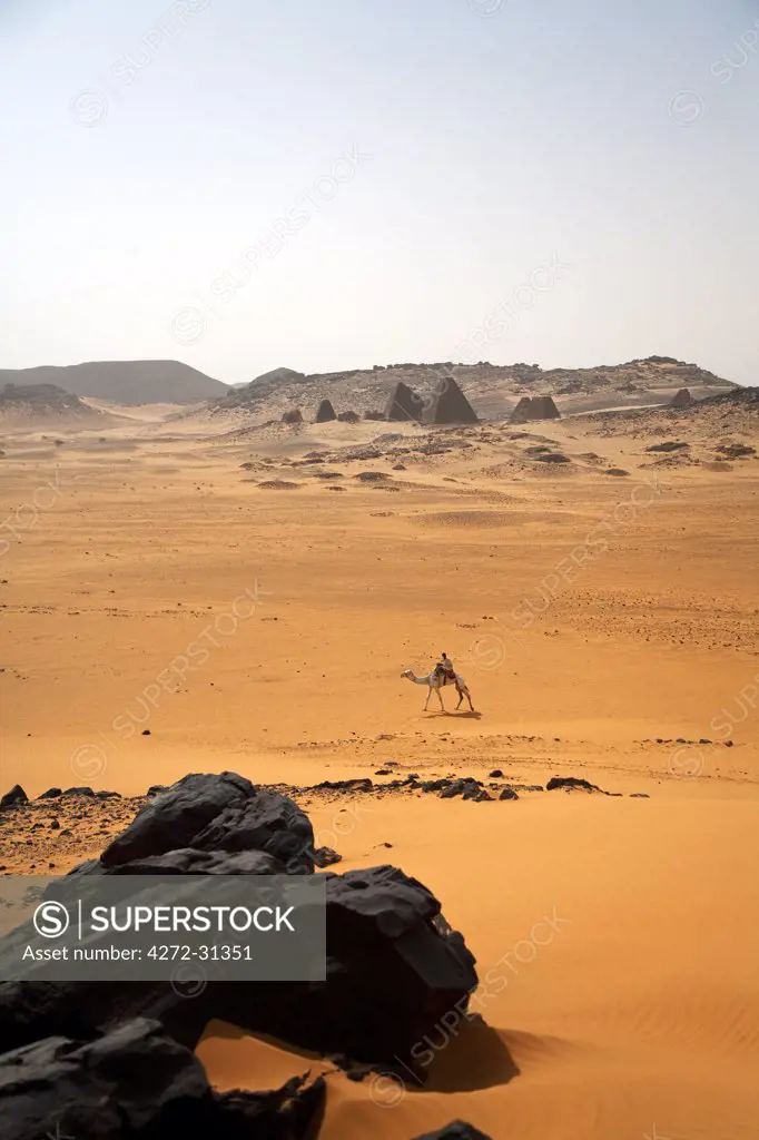 Sudan, Begrawiya. A solitary camel walks past the ancient Meroe Royal Cemetry at Begrawiya