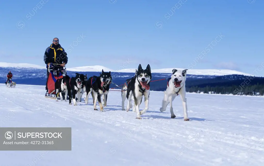 Dog team and musher on frozen lake near Umnas