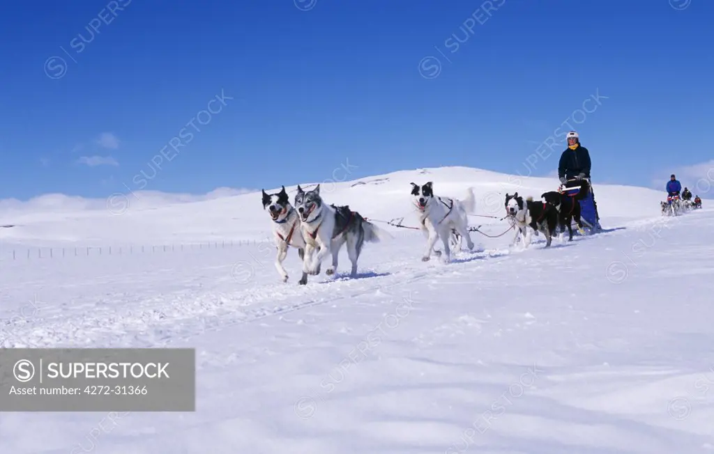 Dog teams  and mushers on frozen lake near Umnas