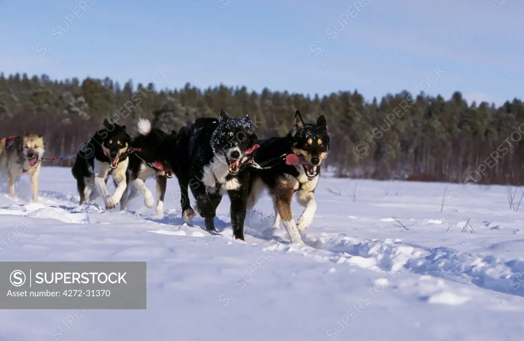 Dogsledding in Lapland.