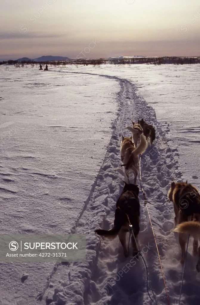 Dogsledding in Lapland.  Dog team in movement, view from back of the sled.