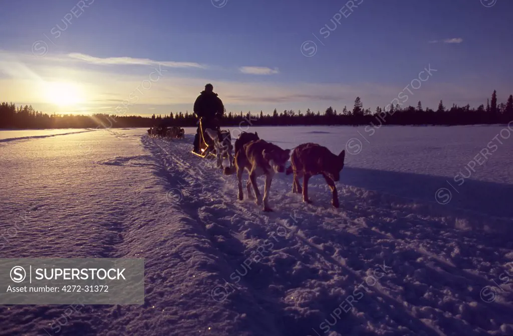 Dog sled team coming into camp at sunset.