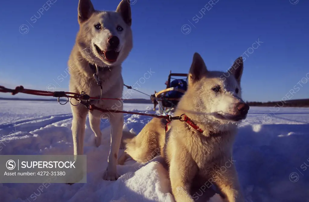 Sled dogs 'Hiko' and 'Mika', resting in the snow with sled in the background.  Arctic Circle, Northern Sweden.