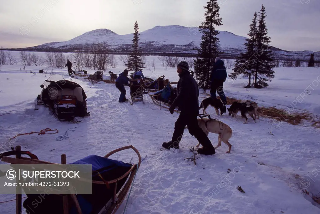 Dog team being prepared in the morning with snow mobile and dog sleds in foreground.