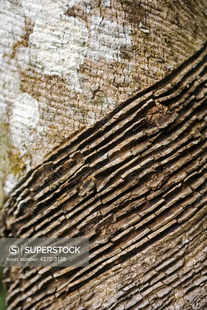 Brazil, Amazon, Rio Tarajos. A rubber tree, part of a village plantation, shows the milking growing in the side of its bark.