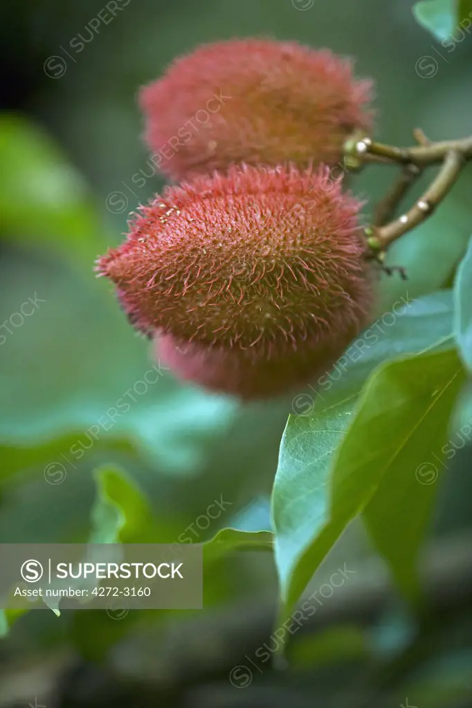 Brazil, Amazon, Rio Tapajos, a lyche fruit bush.