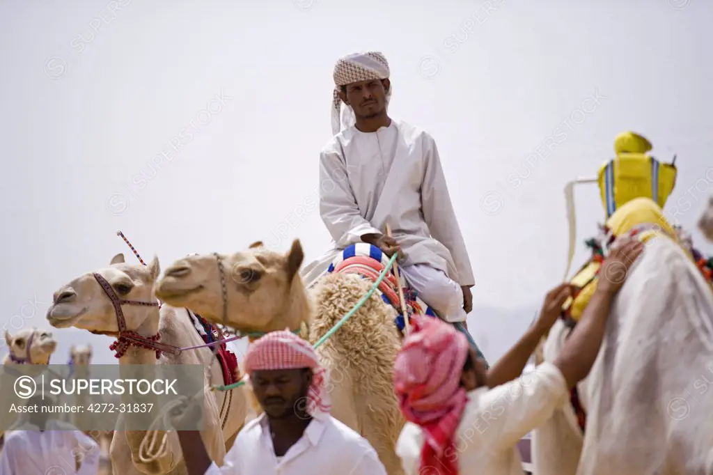 A jockey and his camel make their way to the start of the race at Palmyra. The races are held every year as part of the Palmyra Festival, Syria,
