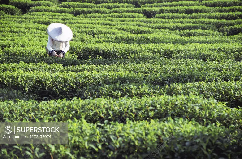 Woman picking tea, Ruili, Taiwan