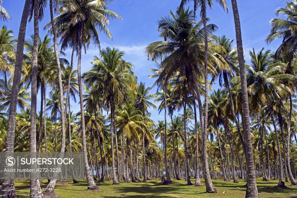 Brazil, Bahia, Boipeba Island. A Dende Palm plantation used to make Dende Oil which forms a staple in Brazilian cuisine.