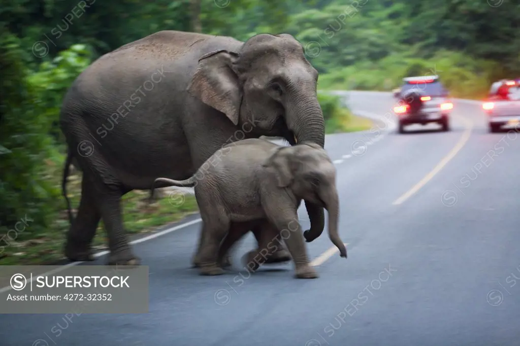 Thailand, Nakhon Ratchasima, Khao Yai.  Elephant mother and calf crossing a road in Khao Yai National Park.  Covering 2170 sq kilometres, Khao Yai incorporates one of the largest intact monsoon forests in Asia and is home to 250 wild elephants.