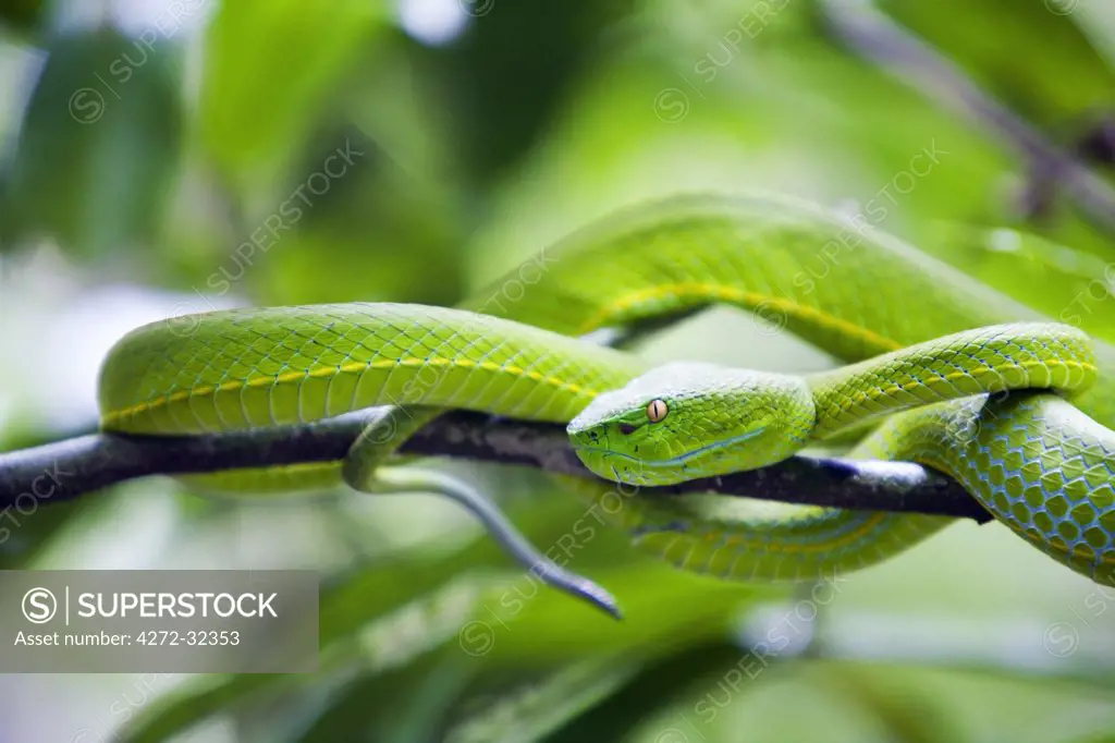 Thailand, Nakhon Ratchasima, Khao Yai.  White-lipped viper in the Khao Yai National Park.  Covering 2170 sq kilometres, Khao Yai incorporates one of the largest intact monsoon forests in Asia and is a UNESCO World Heritage site.