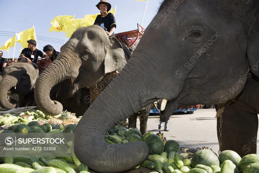 Thailand, Surin, Surin.  Elephants feasting at an Elephant Buffet during the annual Elephant Roundup festival.  The festival held in November celebrates the region's proud elephant history and traditions.