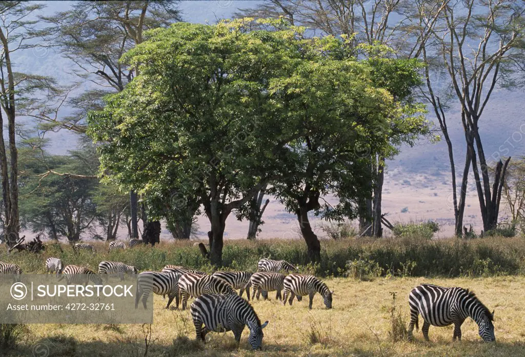 Common zebra browse on grass in Lerai Forest on the crater floor with Fever trees and Quinine Trees behind