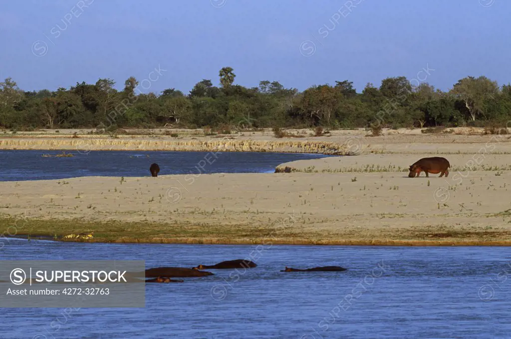 Hippos feeding on the bank of the Rufiji River