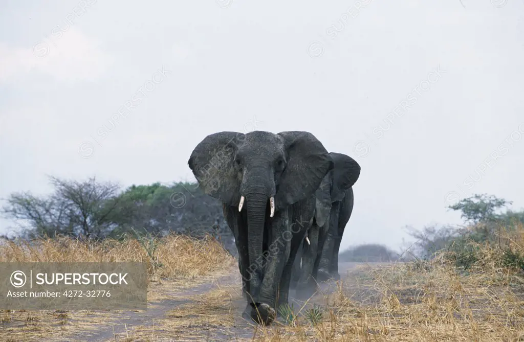 A young matriarch elephant leads her small family group