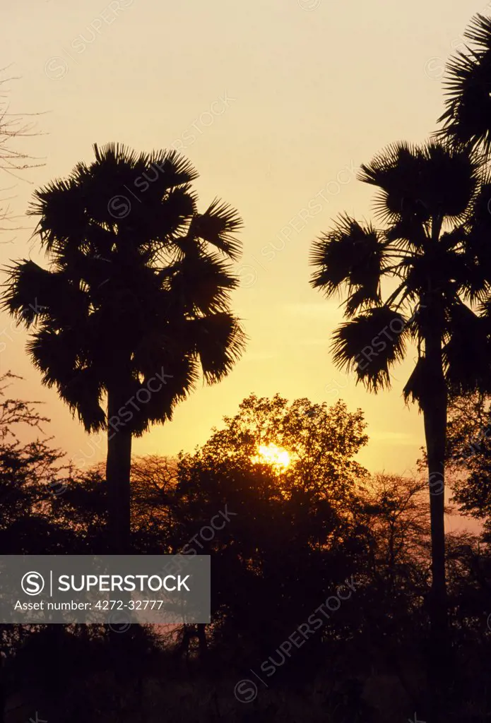 Sunset over the borassus palms
